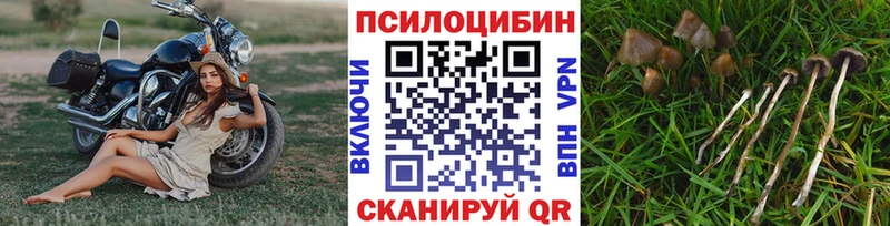 Галлюциногенные грибы Psilocybe  гидра   Пудож 